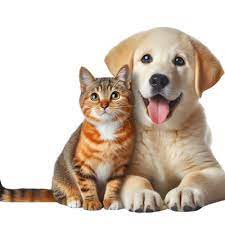 Animals & Pets