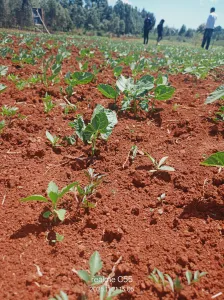 50 by 100 plots in Kikuyu on Funga Deal